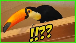 Toucan Reacts to Rearranging my Living Room for the first time!