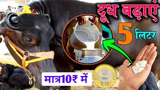 ✌️10₹ में दूध बढ़ाएं ! गाय भैंस का दूध बढ़ाने का फार्मूला👌bhains ka dudh badhane ka tarika/vets club