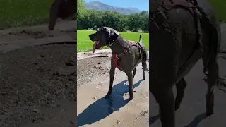 Hilarious Pup Makes Massive Mess in Mud! #Dogs #Shorts