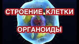 Строение клетки. Органоиды клетки, их строение и функции