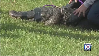 Family files lawsuit nearly a year after fatal gator attack