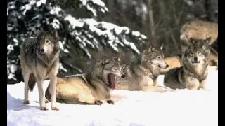 Дикие волки спасли беременную женщину во время бури и стали ее акушерами.