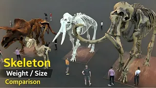 Creatures Skeleton size comparison 3D |Animal Skeleton weight and size Extinctanimal