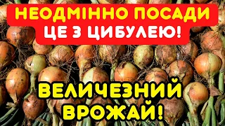 Саджаю це БІЛЯ ЦИБУЛЬКИ! Маю багатий, соковитий врожай без шкідників!