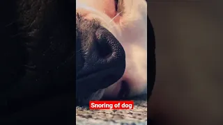 #SNORING OF 🐕 🤣 Watch Until The End! #funny video | #trynottolaugh#funnydog cute dog