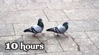 Pigeons - 10 hours of "What is love" (volume 5)