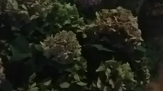 Yok Bu Kadar Guzel Ortanca Çiçeği .Arkadaşımın Balkonu
