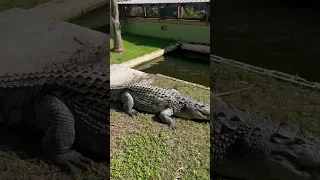 Pig  Crocodile attack on  oldMan... 😱😱😱😱