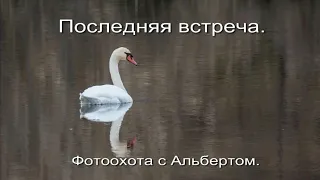 Фотоохота с Альбертом.  Последняя встреча.