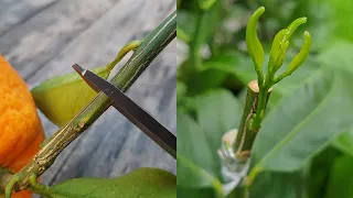 Grafting a Orange  branch on Lemon Tree by Cleft grafting | Grafting Citrus Trees | Grafting Plants