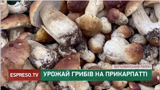 Урожай грибів на Прикарпатті