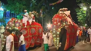 В Шри-Ланке прошёл зрелищный парад со слонами (новости)