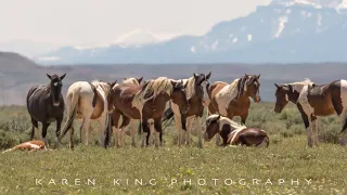 Part 1 Wild Horses Stallions and Mares in Wyoming Photography by Karen King