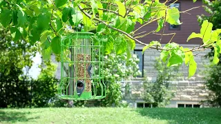 Squirrel Resistant Bird Feeder - Keep large birds and squirrels out