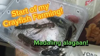 In Demand ngayon at sikat na sikat!|Crayfish Farming!