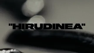 BA. - HIRUDINEA