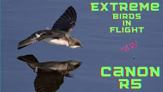 Canon R5 set up for Extreme Birds in Flight