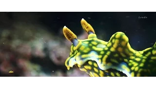 4K Sony RX100 IV - Underwater Fantasy Taiwan Cinematic 海底世界電影調色