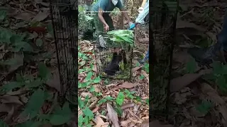 Rehabbed howler monkeys released back into wild amid devastating heat wave in southern Mexico