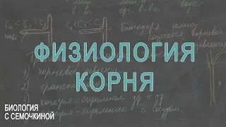 Физиология корня