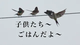 【音量注意】大雨に負けないツバメさんとカニさんと　swallows and crab in the heavy rain