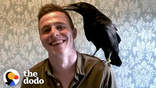 Raven Flies Back To His Dad Every Single Day | The Dodo