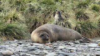 ｜行者無疆 - 20191127南喬治亞島 福克蘭群島