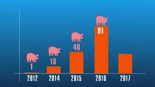 Африканська чума викосила 63 тисячі свиней на Полтавщині