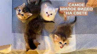 😻Наши британские котята с рождения до года | British gold shinshilla kittens