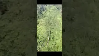 SUMATRA : Une tyrolienne passe au milieu de la Jungle ! (+ de 30m de haut)