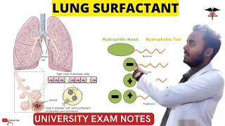 Lung Surfactant | Pulmonary Surfactant | Respiratory system physiology.