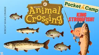 Searching for the NEW KING STRINGFISH!🐟