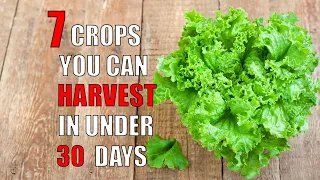 7 Crops You Can Harvest Within 30 Days - Fastest Growing Vegetables At Home