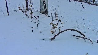 @Подготовка и укрытие винограда на зиму