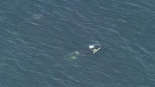 WATCH: Orcas swim in Elliott Bay near West Seattle Wednesday morning