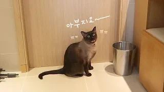 Cat Desperately Waiting for Daddy