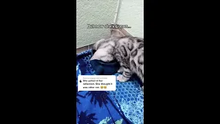 funniest dogs and cats videos - best funny animal videos 2022  V.89 #bestof2022 #funnycatvideos #sh