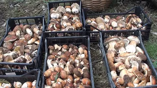 Porcini neri, ( prima e dopo la pioggia ) - by diavolorosso