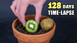 Growing Kiwi Plant From Seed (128 Days Time Lapse)