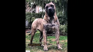 Top 10 Dangerous Dog Breeds  In the world!!