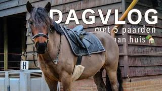 DAGVLOG MET 5 PAARDEN AAN HUIS