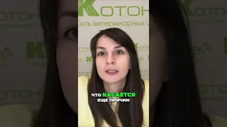 Эффективное лечение кошачьего герпеса с минимальными побочными эффектами