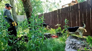 Mother Nature TOOK OVER This Backyard, LAWN TRANSFORMATION VIDEO