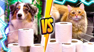 CHIEN VS CHAT ! (On essaie de voir qui est le plus intelligent)