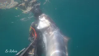 Mon plus beau loupé sur une sériole chasse sous marine sar baracuda au départ de La colo du Relais