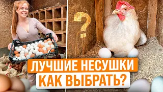 КАК ПРАВИЛЬНО ВЫБРАТЬ МОЛОДЫХ КУР НЕСУШЕК НА ЯЙЦО? Про уход и содержание от А до Я