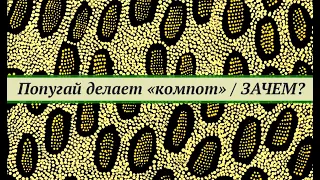 Зачем попугай делает компот в поилке?  Поддержание нормальной микрофлоры. Прикладная биотехнология.