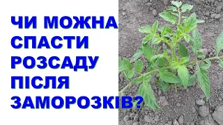 Як та чим можна спасти розсаду після заморозків?