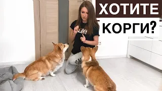 5 ПРИЧИН ЗАВЕСТИ КОРГИ!🐶 Плюсы породы КОРГИ пемброк🙌