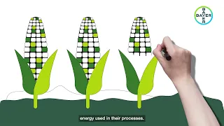 What is Carbon Farming?  | Bayer